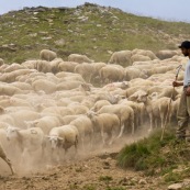 Berger en montagne avec son troupeau de brebis et sa canne. PoussiËre Èmanant du troupeau.