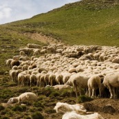 Deux "patous" (chiens protÈgeant les troupeaux de brebis) en train de dormir a cotÈ du troupeau, pendant que les brebis s'arrÍtent pour finir de brouter puis chaumer, dans les alpages alpins. 
Le patou (Le Montagne des PyrÈnÈes, chien de berger) protËge le troupeau.