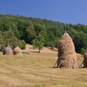 Meules de foin dans la campagne roumaine, ‡ l'ancienne, constituÈ d'un piquet au centre, le foin est amassÈ dessus. D'autres piquets en bois viennent maintenir l'ensemble. La meule se conserve ainsi.  Petite maison ‡ toit en tole visible en arriËre plan. Roumanie.