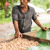 Cacao d'Amazonie