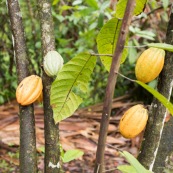 Cacao d'Amazonie