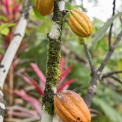 Cacao d'Amazonie