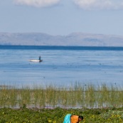 Culture au bord du lac Titicaca, avec femme péruvienne, paysanne, dans son champ. En arriere plan, barque de peche sur le lac avec pecheur. Pérou