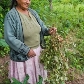 Cacahouettes en Bolivie.