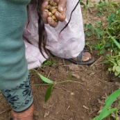 Cacahouettes en Bolivie.