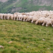 Troupeau de brebis en montagne, premËre ligne de brebis qui broutent. Berger.