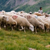 Troupeau de brebis partant ‡ l'assaut des verts paturages de la montagne, avec le berger en arriËre plan. Brebis qui broutent.