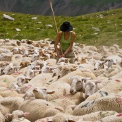 BergËre (berger) au milieu de son troupeau de brebis, en train d'attraper une brebis blessÈe pour la soigner.