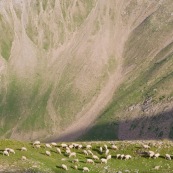 Troupeau de brebis en plein alpage en montagne.