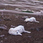 Troupeau de brebis rentrant le soir dans leur enclos. Filé, temps de pose long. Les deux chiens de berger (patous) se reposent au premier plan. En montagne, dans les alpes, travail des bergers.