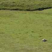 Dans un paturage en montagne, brebis morte abandonnÈe Ètendue ‡ terre. Le troupeau et le berger sont partis.