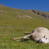 Brebis morte en montagne, Ètendue ‡ terre dans le paturage des alpes.