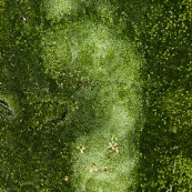 Empreinte de pied humain (droit) dans de la mousse végétale.
Pas humain dans de la mousse verte.