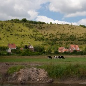 Coteaux de l'Aa en arriËre plan : surnommÈ Ègalement Mont du GÈant. L'Aa est au premier plan. Entre les deux, pature avec des vaches.