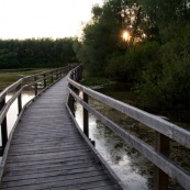 Chemin de bois dans les marais de Guines.