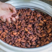 Cacao d'Amazonie