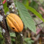 Cacao d'Amazonie