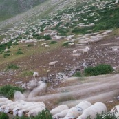 Troupeau de brebis rentrant le soir dans leur enclos. Filé, temps de pose long.  En montagne, dans les alpes, travail des bergers.