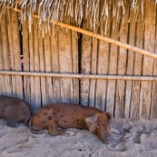 Cochons. En train de dormir.