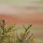 Oiseau au Pérou.