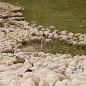 Troupeau de brebis en montagne entourant la bergËre, avec un cercle de distance de sÈcuritÈ !
BergËre (berger) en observation des brebis malades.