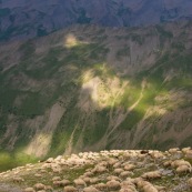 Troupeau de brebis en plein alpage en montagne.