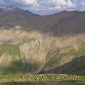 Troupeau de brebis en plein alpage en montagne.