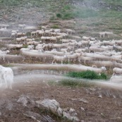 Retour du troupeau de brebis menÈ par le berger, dans les alpes,  le soir, ‡ la cabane de berger et son enclos. Le chien de berger (patou) veille sur le troupeau.