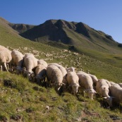 Troupeau de brebis, vue de devant, en premiËre ligne, a l'assaut des montagnes et des paturages (Alpes). Le berger est en arriËre plan. Le troupeau forme une premiËre rangÈe alignÈe, derriËre les brebis sont alignÈes dans les crails. 
Les montagne sur fond bleu immaculÈ en arriËre plan, en pleine nature, dans les alpages.