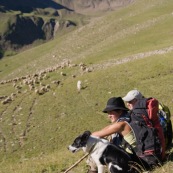 BergËres et leurs chiens, assise pour un court instant de repos. En train d'emmener le troupeau de brebis dans les alpages vierges. Chien de berger. Canne et sac ‡ dos.