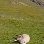 Brebis morte en montagne, Ètendue ‡ terre dans le paturage des alpes.