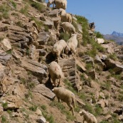 Troupeau de brebis en pleine montagne, grimpant vers les crÍtes, passage technique hors chemin, hors sentier. Brebis en ligne en train de grimper.