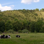 Mont du GÈant en arriËre plan (Coteaux de l'Aa). Vaches au premier plan.