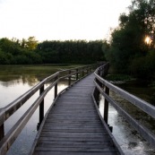 Chemin de bois dans les marais de Guines.