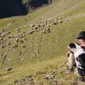 BergËres et leurs chiens, assise pour un court instant de repos. En train d'emmener le troupeau de brebis dans les alpages vierges. Chien de berger. Canne et sac ‡ dos.