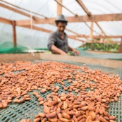 Cacao d'Amazonie