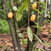 Cacao d'Amazonie