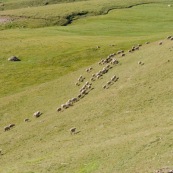 Brebis en montagne dans les alpes. Moutons.