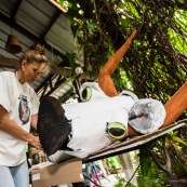 Carnaval en Guyane. Petite séance photos avant la parade du littoral de Kourou, dans les coulisses de la troupe Siliko qui prépare activement ce carnaval 2016. Chaque semaine, ils construisent de nouveaux costumes.  Les petites mains s’activent de tous les cotés pour la fabrication d’immenses marionnettes sur le thèmes des animaux. Mouton paresseux, Iguane, Jaguar, Caniche, Zébu…