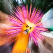 Carnaval en Guyane. Petite séance photos avant la parade du littoral de Kourou, dans les coulisses de la troupe Siliko qui prépare activement ce carnaval 2016. Chaque semaine, ils construisent de nouveaux costumes.  Les petites mains s’activent de tous les cotés pour la fabrication d’immenses marionnettes sur le thèmes des animaux. Mouton paresseux, Iguane, Jaguar, Caniche, Zébu…