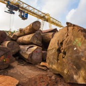 Scierie en Guyane. Bois massif. Grumes, troncs. Pont suspendu pour transporter.