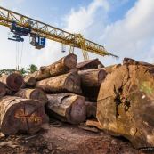 Scierie en Guyane. Bois massif. Grumes, troncs. Pont suspendu pour transporter.