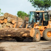 Scierie en Guyane. Bois massif. Grumes, troncs.