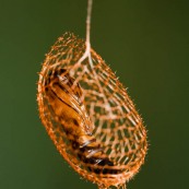 Pupa