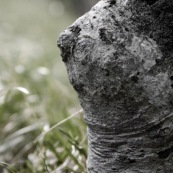 ARbre en forme de corps de femme, buste et seins