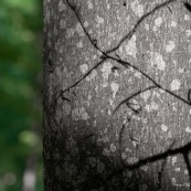 Ombre sur un arbre en forêt