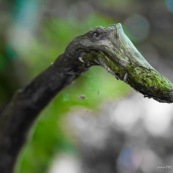 Branche d'arbre en forme de monstre rigolo, serpent, tête