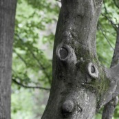 Arbre en forme de visage, tete d'homme, nez et yeux