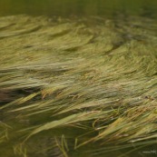 Herbes à la surface de l'eau