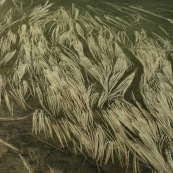 Herbes à la surface de l'eau